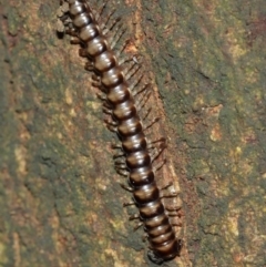 Paradoxosomatidae sp. (family) at Acton, ACT - 1 Jan 2021