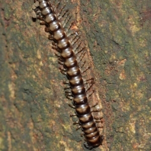 Paradoxosomatidae sp. (family) at Acton, ACT - 1 Jan 2021