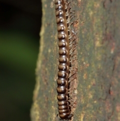 Paradoxosomatidae sp. (family) at Acton, ACT - 1 Jan 2021