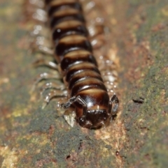 Paradoxosomatidae sp. (family) at Acton, ACT - 1 Jan 2021