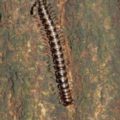 Paradoxosomatidae sp. (family) at Acton, ACT - 1 Jan 2021