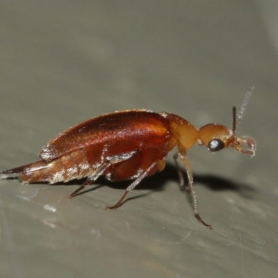 Mordellidae (family) (Unidentified pintail or tumbling flower beetle) at Acton, ACT - 1 Jan 2021 by TimL