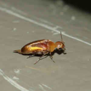 Mordellidae (family) at Acton, ACT - 1 Jan 2021 01:15 PM