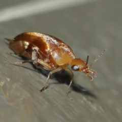 Mordellidae (family) at Acton, ACT - 1 Jan 2021 01:15 PM