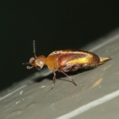 Mordellidae (family) at Acton, ACT - 1 Jan 2021 01:15 PM