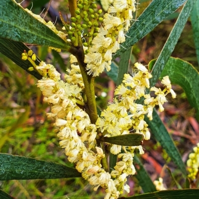 Acacia sp. (A Wattle) at Budderoo, NSW - 30 Dec 2020 by iandsmith