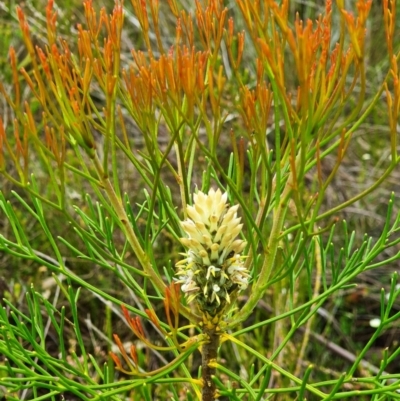 Petrophile pulchella (Conesticks) at Budderoo, NSW - 31 Dec 2020 by iandsmith