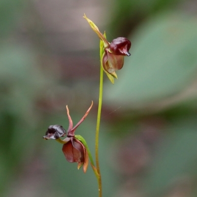 Caleana major (Large Duck Orchid) at Bundanoon - 4 Jan 2021 by Snowflake