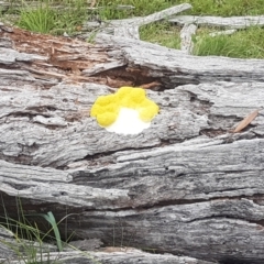 Fuligo septica (Scrambled egg slime) at Mount Clear, ACT - 1 Jan 2021 by AdamHenderson