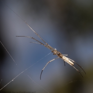 Tetragnatha sp. (genus) at Bruce, ACT - 5 Jan 2021