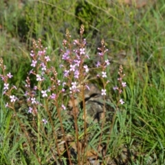 Stylidium graminifolium (grass triggerplant) at Yass River, NSW - 31 Oct 2020 by 120Acres