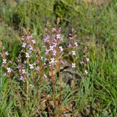 Stylidium graminifolium (grass triggerplant) at Yass River, NSW by 120Acres