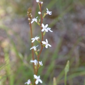 Stylidium graminifolium at suppressed - suppressed