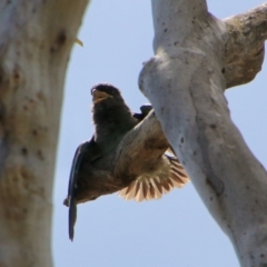 Eurystomus orientalis (Dollarbird) at Federal Golf Course - 5 Jan 2021 by LisaH