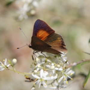 Paralucia pyrodiscus at Hughes, ACT - suppressed