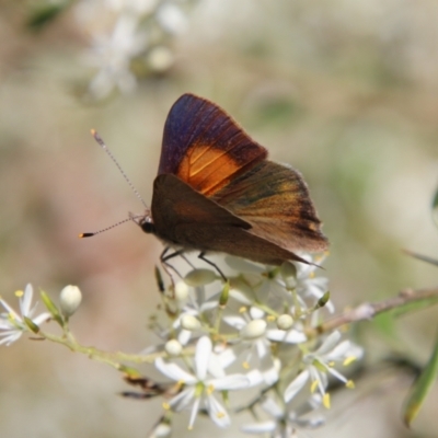 Paralucia pyrodiscus (Fiery Copper) at Hughes, ACT - 5 Jan 2021 by LisaH