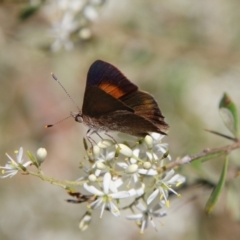 Paralucia pyrodiscus at Hughes, ACT - suppressed