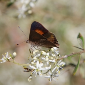 Paralucia pyrodiscus at Hughes, ACT - suppressed