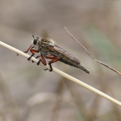 Asiola fasciata at Wodonga, VIC - 5 Jan 2021 by Kyliegw