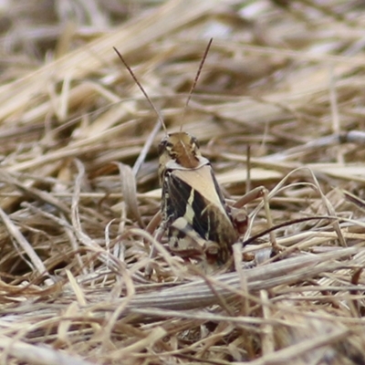 Gastrimargus musicus (Yellow-winged Locust or Grasshopper) at Wodonga - 5 Jan 2021 by Kyliegw