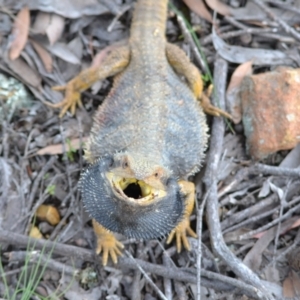 Pogona barbata at Yass River, NSW - 6 Nov 2020