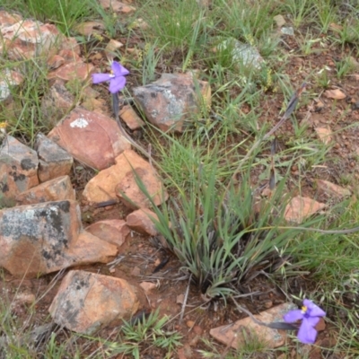 Patersonia sericea var. sericea (Silky Purple-flag) at Yass River, NSW by 120Acres