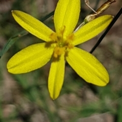 Tricoryne elatior (Yellow Rush Lily) at Bass Gardens Park, Griffith - 5 Jan 2021 by SRoss