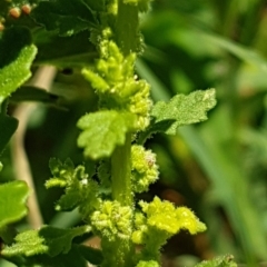 Dysphania pumilio (Small Crumbweed) at Bass Gardens Park, Griffith - 5 Jan 2021 by SRoss