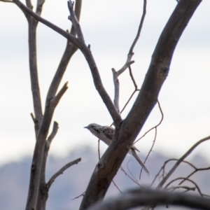 Plectorhyncha lanceolata at Frogmore, NSW - 1 Jan 2021 06:04 PM