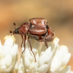 Microvalgus sp. (genus) (Flower scarab) at Bruce, ACT - 28 Dec 2020 by Roger