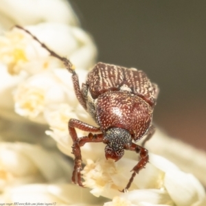 Microvalgus sp. (genus) at Bruce, ACT - 28 Dec 2020