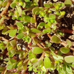 Portulaca oleracea (Munyeroo ,Pigweed, Purslane) at Griffith, ACT - 5 Jan 2021 by SRoss
