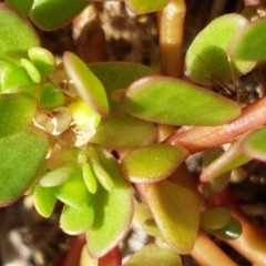 Portulaca oleracea at Griffith, ACT - 5 Jan 2021