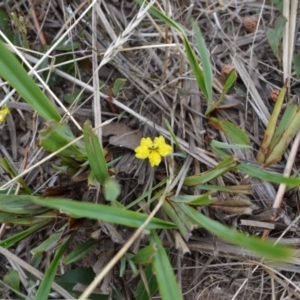 Goodenia hederacea subsp. hederacea at Yass River, NSW - suppressed