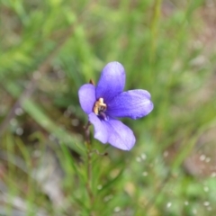 Cheiranthera linearis (Finger Flower) at Yass River, NSW by 120Acres