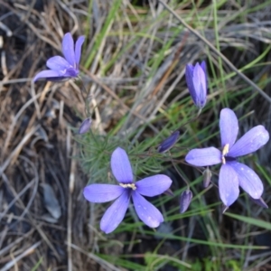 Cheiranthera linearis at suppressed - suppressed