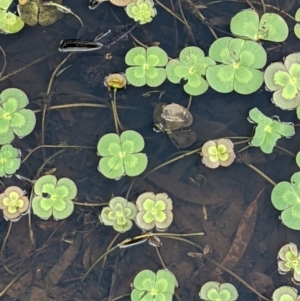 Marsilea mutica at Hackett, ACT - suppressed