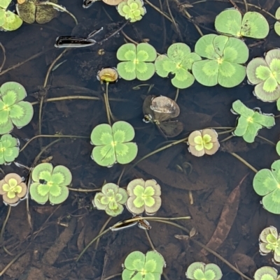 Marsilea mutica (Nardoo) at Hackett, ACT - 5 Jan 2021 by abread111