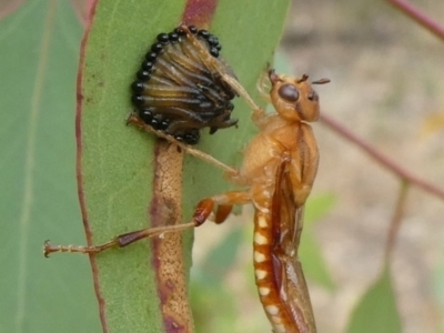 Pseudoperga lewisii (A Sawfly) at Theodore, ACT - 4 Jan 2021 by owenh