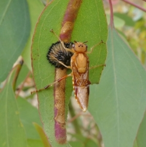 Pseudoperga lewisii at Theodore, ACT - 4 Jan 2021