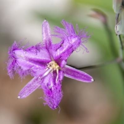Thysanotus tuberosus subsp. tuberosus (Common Fringe-lily) at Gibraltar Pines - 2 Dec 2020 by SWishart