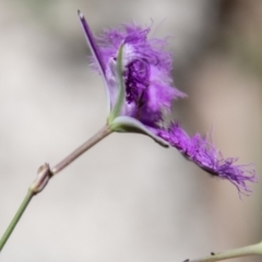 Thysanotus tuberosus subsp. tuberosus at Paddys River, ACT - 2 Dec 2020 10:25 AM