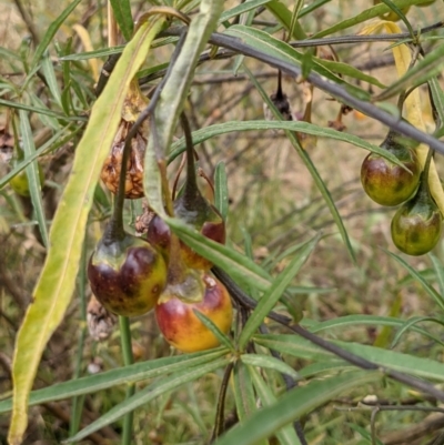 Solanum linearifolium (Kangaroo Apple) at Hackett, ACT - 2 Jan 2021 by abread111