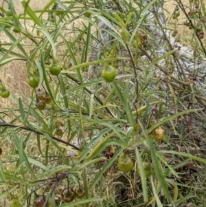 Solanum linearifolium at Hackett, ACT - 2 Jan 2021