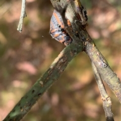 Icerya acaciae at Murrumbateman, NSW - 3 Jan 2021