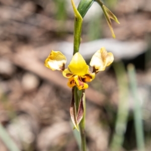 Diuris sulphurea at Paddys River, ACT - suppressed