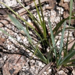 Diuris sulphurea at Paddys River, ACT - suppressed