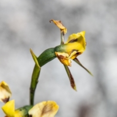 Diuris sulphurea at Paddys River, ACT - suppressed