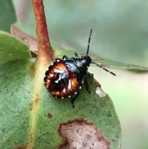 Pentatomidae (family) at Murrumbateman, NSW - 5 Jan 2021 07:18 PM