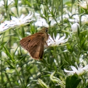 Timoconia flammeata at Paddys River, ACT - 2 Dec 2020 12:57 PM